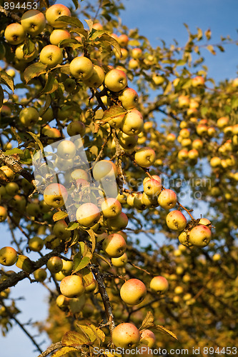 Image of Abundant harvest of apples