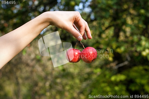 Image of Hand with apples