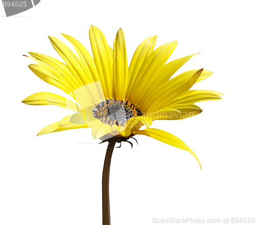 Image of Yellow Daisy 