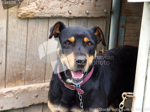 Image of New Zealand Huntaway Dog