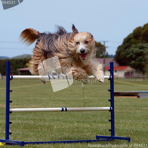 Image of Beardy Jumping