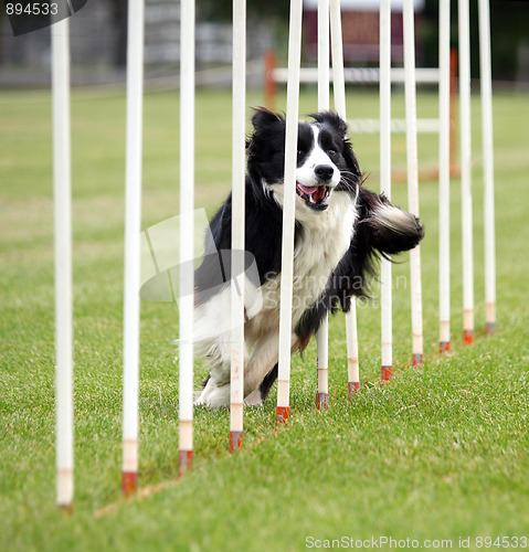 Image of Border Collie Weaving
