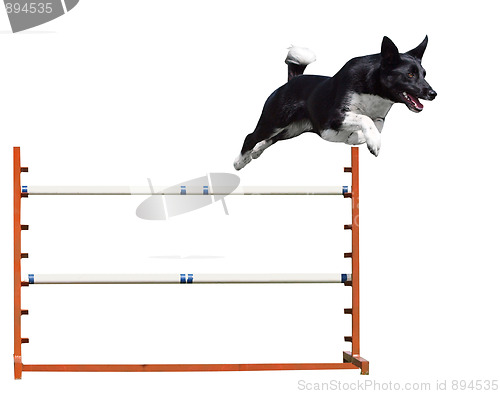 Image of Agility Dog