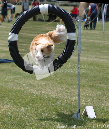 Image of Red Border Collie Jumping