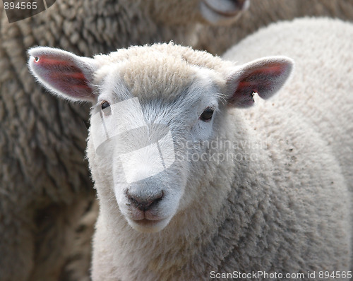 Image of Weaned Lamb