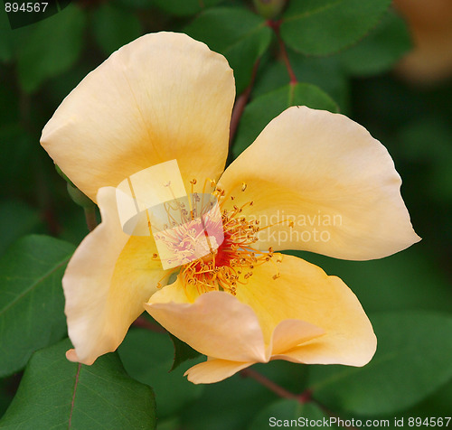 Image of Rosa odorata Mutabilis   