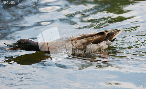 Image of Angry Duck