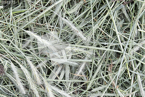 Image of Grayish hay