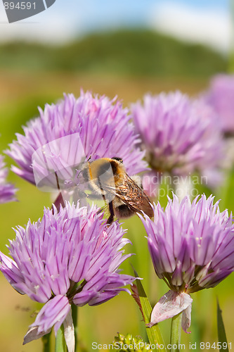 Image of Bumblebee on a purple Flower 1