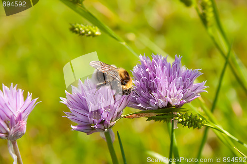 Image of Bumblebee on a purple Flower 2