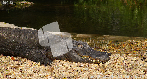 Image of Sleeping Gator