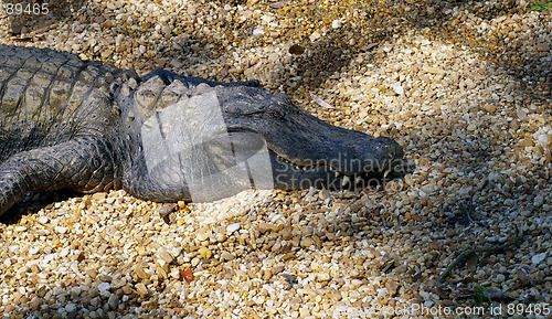 Image of Florida Alligator