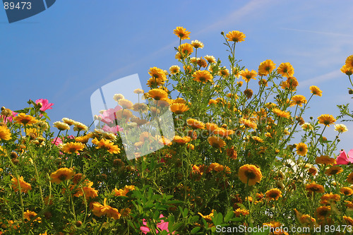 Image of wildflowers