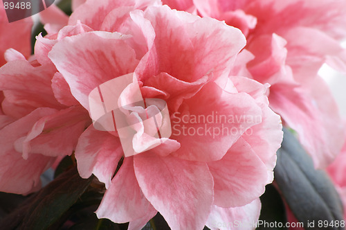 Image of Azalea flower