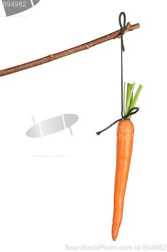 Image of Carrot