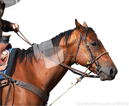 Image of Portrait View of a Cowboy's Horse