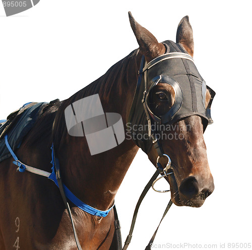 Image of Bay Racehorse