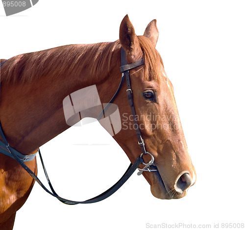 Image of Chestnut Racehorse