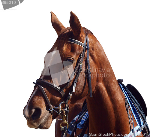 Image of Chestnut Racehorse