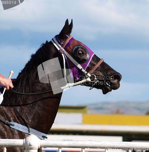 Image of In the Jockey's Hands