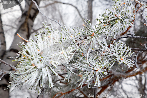 Image of Hoarfrost