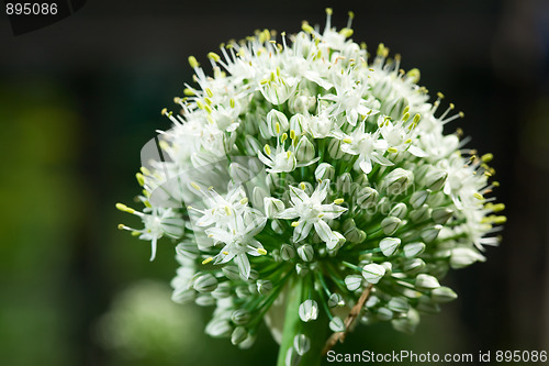 Image of Flowering onion.