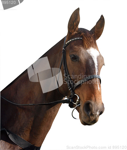 Image of Racehorse Portrait