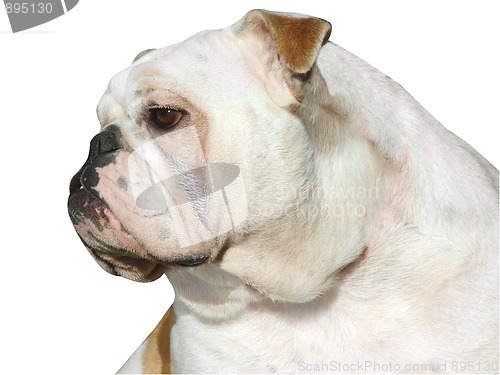 Image of Bulldog