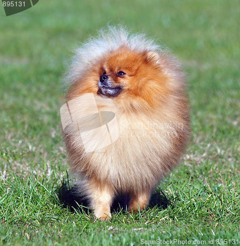 Image of Pomeranian