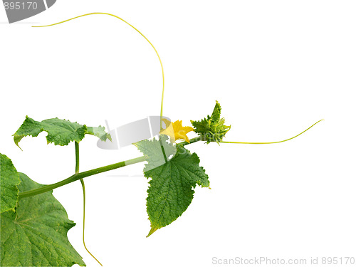 Image of Pumkin Flower on Vine 