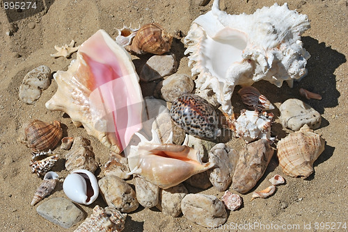 Image of shells