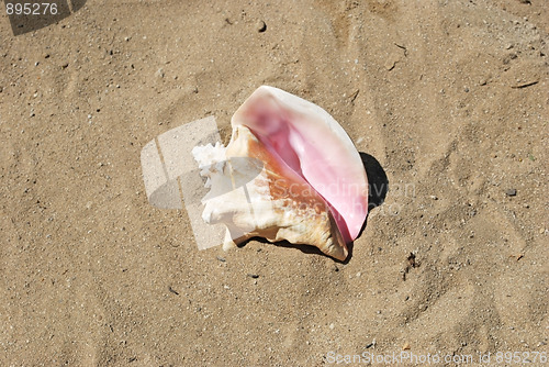 Image of shell