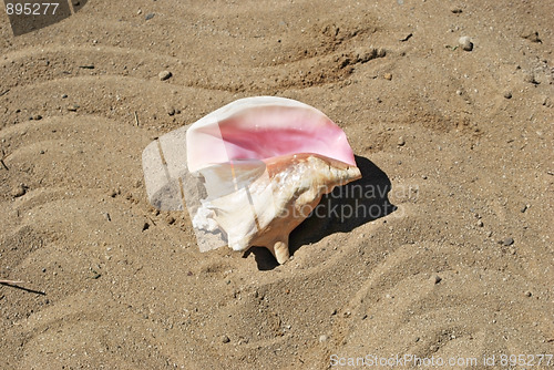 Image of shell