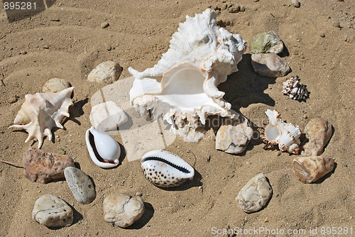 Image of shells