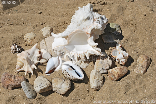Image of shells