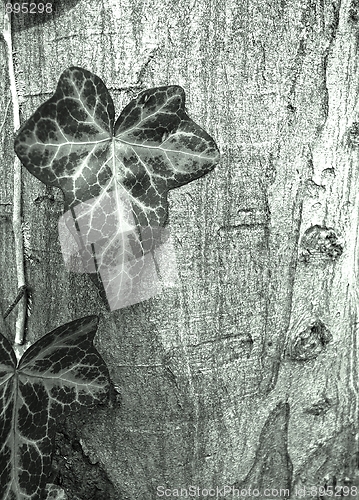 Image of Tree background