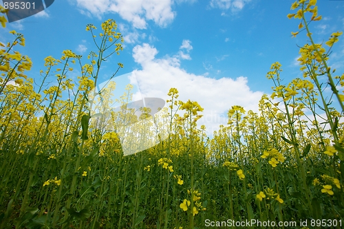 Image of Rapeseed