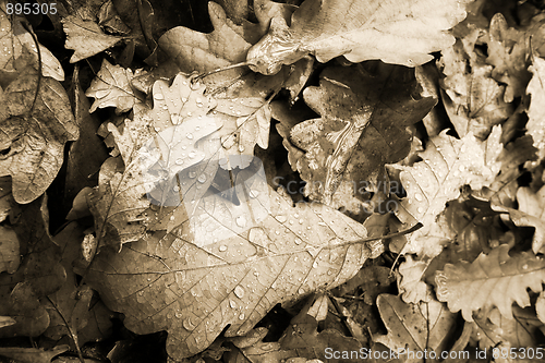 Image of Leaves