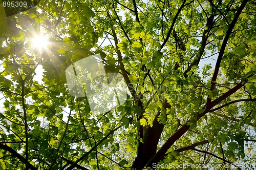 Image of Tree