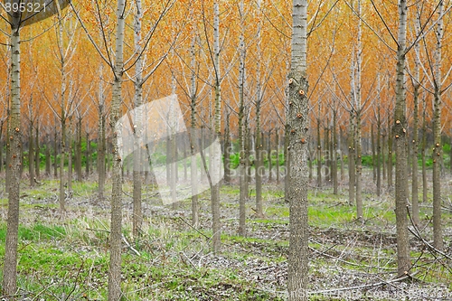 Image of Autumn trees
