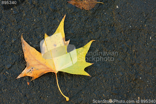 Image of Leaf