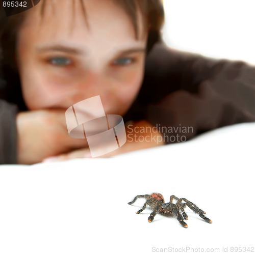 Image of Spider