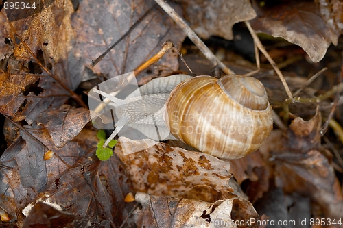 Image of Snail