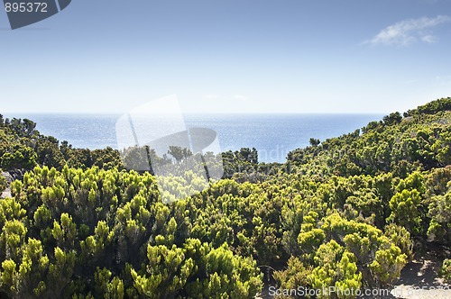 Image of Junipers in Faial coast