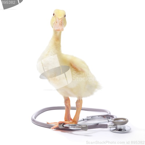 Image of Duckling with stethoscope