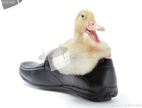 Image of Laughing duckling in shoe