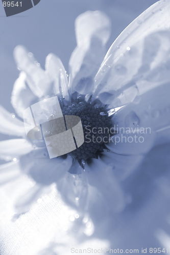 Image of Blue Daisy