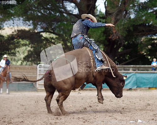 Image of Bucking Bull