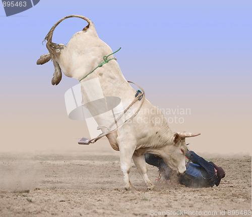 Image of Charolais Bull with Rider on the Ground 