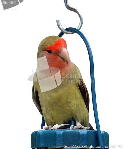 Image of Lovebird on top of a Feeder 